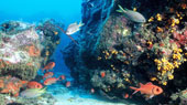 Unterwasserwelt Kap Verden