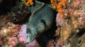 Underwater world on cabo verde